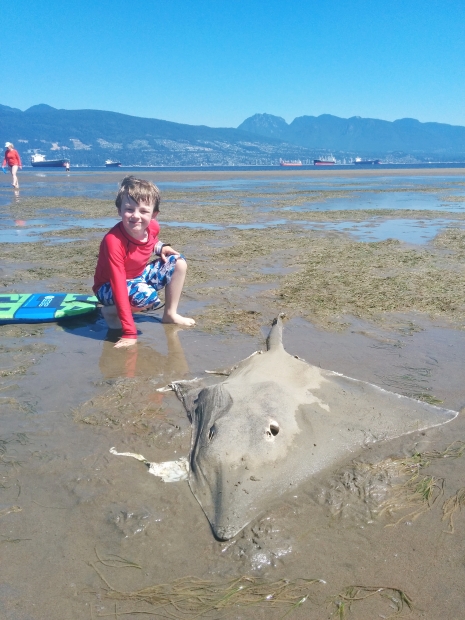 skate, deep sea fish skate, skate on vancouver beach, This deep-sea skate stranded on at Spanish Banks beach in Vancouver on August 8 2014. Photo: Marie King 