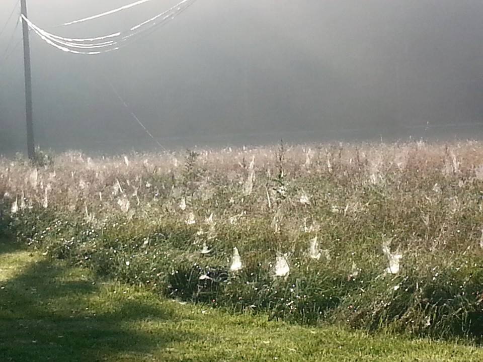 spider webs covering field, spider invasion ohio, ohio spider invasion on fielr, spider invade ohio field and cover it with webs, spider webs field ohio photo, This field near Coshocton (Ohio) was covered by spider webs yesterday night. What a wonderful pictures with the sun shining on them! Photo: Sandy on Eric Elwell Facebook