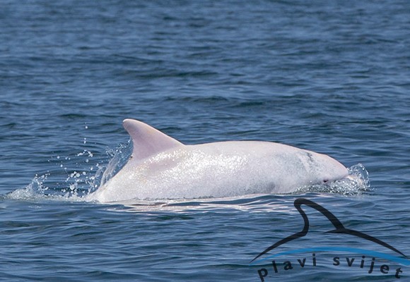 Albus - the white bottlenose dolphin, Albus - the albino bottlenose dolphin, Photo of Albus: The white bottlenose dolphin spotted in the Adriatic, albino dolphin, dolphin, albina dolphin, albino, albino animal, photo