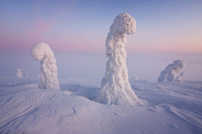 Finnish Lapland, trees in lappland, icy trees in Lappland