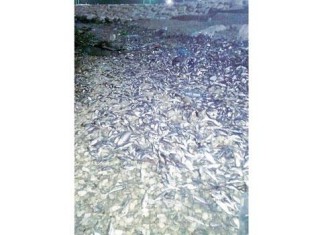 fish kill, mass die-off, fish mass die-off saudi arabia, mysterious mass die-off qatif, qatif dead fish photo, MYSTERY Dead fish along the coast of Qatif