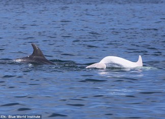 albino dolphin, albino dolphin photo, albino dolphin picture, albino dolphin image, albino dolphin mer mediterranee, dauphin albino adriatique, white dolphin, albino dolphin italy, albino dolphin adriatic, albino dolphin cratia, albino dolphin mediterranean sea, Albino Dolphin: White Bottlenose Dolphin Spotted in the Mediterranean Sea