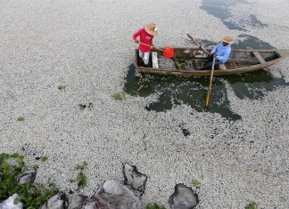 fish mass die-off, fish kill, mysterious fish kill jalisco mexico, fish mass die-off mexico, fish mass die-off mexico jalisco, fish mass die-off mexico lake cajititlan, Fifty tons of fish have washed up dead on the shores of Jalisco's Lake Cajititlan in Mexico. Photo: EPA