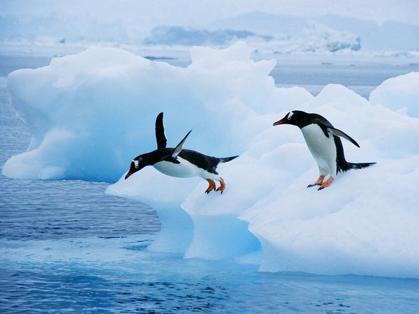 gentoo penguin, gentoo penguins sound, penguin sounds, gentoos, gentoo penguins, gentoo penguins photo, Gentoo penguins jumping from iceberg in Antarctica. Photo: National Geographic