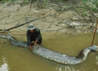 anaconda snake, giant anaconda snake, giant anaconda, anaconda, This giant anaconda snake was killed in Yasuni National Park, Ecuador on April 14, 2014. Photo: Franz Wilhmer