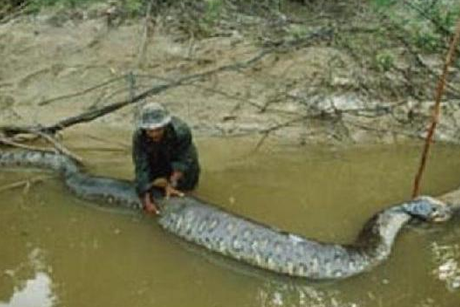 anaconda snake, giant anaconda snake, giant anaconda, anaconda, This giant anaconda snake was killed in Yasuni National Park, Ecuador on April 14, 2014. Photo: Franz Wilhmer, snake, amazing animal, animal oddity, anaconda, giant anaconda, video