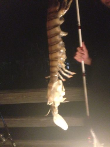 giant shrimp, giant shrimp florida, giant mantis shrimp florida, mantis shrimp photo, giant mantis shrimp florida september 2014, A fisherman caught a montrous giant creature from a pier in Florida. Photo: Steve Bargeron, But what kind of sea creature is this? Scientitsts believe it's a mantis shrimp. Photo: Steve Bargeron, Who you calling a ‘shrimp’? A mysterious giant shrimp was caught at a fishing dock in Fort Piece Florida. Could it be a rare species of mantis shrimp?