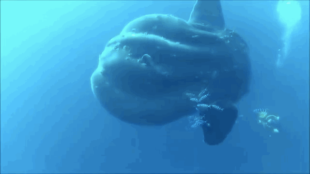 Giant mola mola, Giant mola mola malta video, Giant mola mola malta gif and photo, Giant sunfish, giant ocean sunfish, ocean sunfish video, ocean sunfish gif, ocean sunfish photo, Giant mola mola swims with divers in Malta waters. Amazing video!