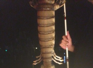 giant shrimp, giant shrimp florida, giant mantis shrimp florida, mantis shrimp photo, giant mantis shrimp florida september 2014, A fisherman caught a montrous giant creature from a pier in Florida. Photo: Steve Bargeron
