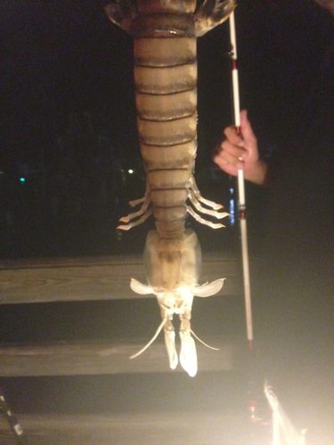 giant shrimp, giant shrimp florida, giant mantis shrimp florida, mantis shrimp photo, giant mantis shrimp florida september 2014, A fisherman caught a montrous giant creature from a pier in Florida. Photo: Steve Bargeron, Who you calling a ‘shrimp’? A mysterious giant shrimp was caught at a fishing dock in Fort Piece Florida. Could it be a rare species of mantis shrimp?