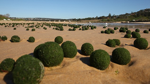 These mystery balls look like real aliens eggs!, oddity, algae, alien balls algae, mysterious alien balls, unknown algae phenomenon, round algae, alien egg algae, What are these mysterious alien balls that washed on Sydney's beach?, These green balls are most probably a rare sponge-like organism. It is however unknown why they form egg balls!