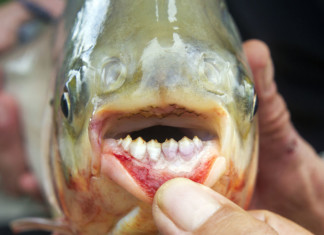 pacu fish, pacu, pacu fish photo, testicle-biting fish, pacu fish testicule, pacu fish photo, The human-like teeth of the pacu fish. Photo: Wikipedia