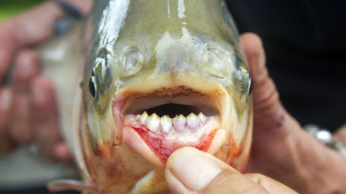 pacu fish, pacu, pacu fish photo, testicle-biting fish, pacu fish testicule, pacu fish photo, The human-like teeth of the pacu fish. Photo: Wikipedia