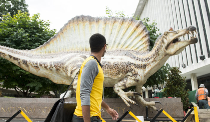 Spinosaurus,  Spinosaurus: the largest predatory dinosaur, largest predatory dinosaur, largest predatory dinosaur: spinosaurus, Spinosaurus dinosaur, Spinosaurus replica at National Geographic. This is the largest predatory dinosaur to ever roam the Earth. Photo: Bill Clark, dinosaur, spinosaurus, dinosaur discovery, 