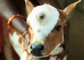 three-eyed cow, three-eyed calf, three-eyed cow india, three-eyed calf india, A three-eyed calf is born in India. The cow is worshipped as reincarnation of Hindu god Shiva. Photo: Youtube screenshot