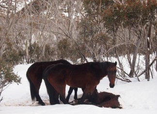 animal cannibalism, animal cannibal, cannibalism by horses, cannibal horses, Two starving Australian wild horses are eating one of their owns in the snowy mountains.