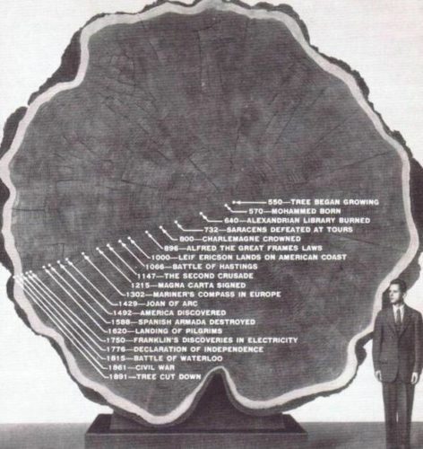 oldest tree, oldest tree photo, 1341 year-old tree, The lifespan of a 1341 year old tree, tree life in 1341 years, tree lifespan over 1341 years, What a succession of events! I wonder why they decided to cut it down!, 1341 year-old Redwood, old tree, oldest tree, tree lifespan, tree history through concentric growth ring, photo