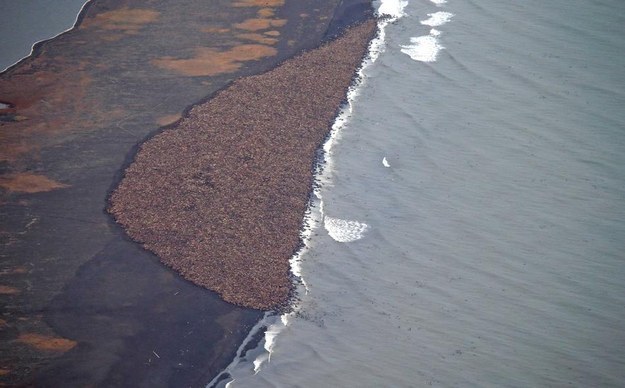 35000 walrus alaska, 35000 walrus alaska onshore, 35000 walrus alaska washed ashore, 35000 walrus alaska stranded, global warming consequences, Consequence of global warming: 35,000 walrus forced to go on land because of melting sea ice. Photo NOAA