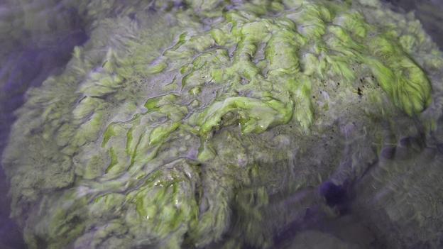 Didymo, algae, didymo algae, didymo invasive algae, dydimo threat, rivers threaten by didymo, Didymo covers rocks in British Columbia