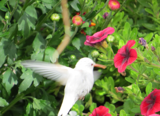albino hummingbird, albino hummingbird photo, albino hummingbird pictures, white hummingbird, albino hummingbird photo, albino hummingbird usa photo, albino hummingbird october 2014 photo, albino hummingbird maine 2014