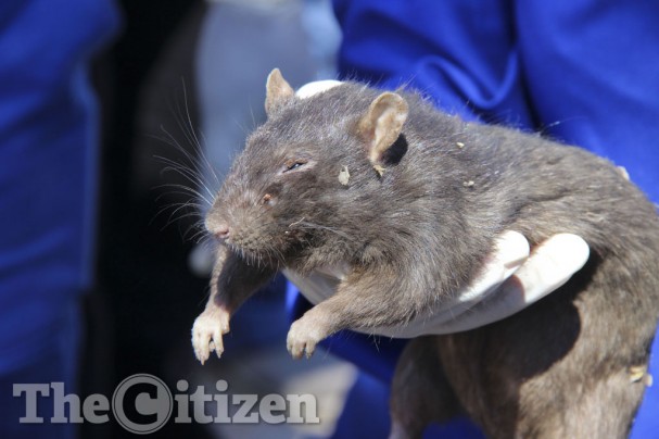 rat alexandra, rat plague alexandra, rat infestation johannesburg, rat infestation alexandra South Africa, Giant rats terrorizing inhabitants og Alexandra in Johannesburg, South Africa