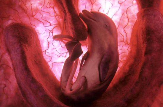 unborn dolphin, unborn animals, unborn animals in mother's womb, unborn dolphin in mother's womb, Photo of an unborn dolphin in its mother's womb