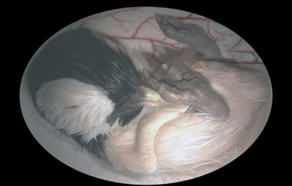 unborn animal in mother's womb photo, unborn animal photo, photo of unborn animal, unborn bird in egg, unborn bird egg photo, Amazing photo of an unborn bird in its egg