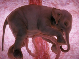 unborn animal in mother's womb photo, unborn elephant, unborn elephant photo, unborn elephant in mother's womb, 3D Photos of Unborn Animals in their Mothers's Womb, photo of an unborn elephant in its mother's womb.