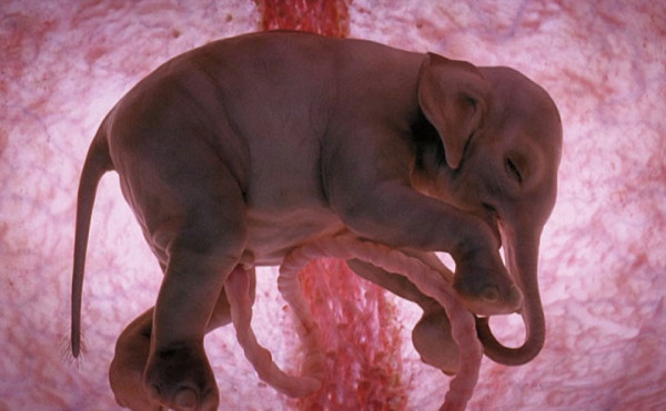 unborn animal in mother's womb photo, unborn elephant, unborn elephant photo, unborn elephant in mother's womb, 3D Photos of Unborn Animals in their Mothers's Womb, photo of an unborn elephant in its mother's womb.