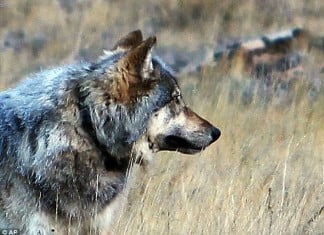 First Grey Wolf Sighting at Grand Canyon Since 1940, Grey Wolf grand canyon, Grey Wolf arizona november 2014, A gray wolf was recently photographed on the north rim of the Grand Canyon in Arizona, grey wolf grand canyon photo, grey wolf grand canyon photo, grey wolf since 1940 in grand canyon photo