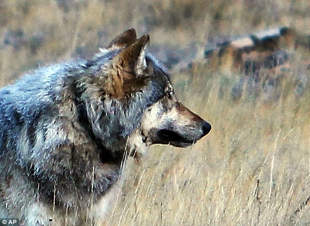 First Grey Wolf Sighting at Grand Canyon Since 1940, Grey Wolf grand canyon, Grey Wolf arizona november 2014, A gray wolf was recently photographed on the north rim of the Grand Canyon in Arizona, grey wolf grand canyon photo, grey wolf grand canyon photo, grey wolf since 1940 in grand canyon photo