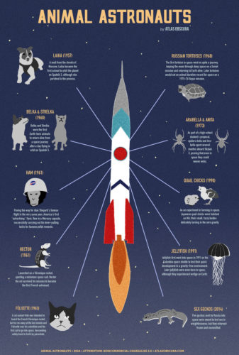 animal astronauts, animal in space, space experiments with animal, animal sent to space, infographics animal in space, Laika dog in space, First animal in space: Laika, Laika sputnik 2 nov 3, first animal in spce laika video, animal in space video
