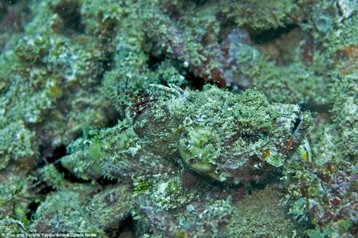 animal camouflage picture, animal camouflage, best animal camouflage photo, amazing animal camouflage, animal camouflage picture, animal camouflage photo, animal camouflage video, 