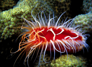 electric flame scallop, christmas of the sea, electric flame scallop - christmas of the sea, electric flame scallop video, christmas of the sea video, electric flame scallop photo, christmas of the sea photo, Video: Glowing lips of electric flame scallop, Video: flashing lips of electric flame scallop