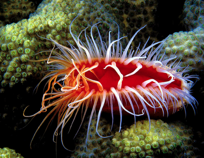 electric flame scallop,  christmas of the sea, electric flame scallop - christmas of the sea, electric flame scallop video, christmas of the sea video, electric flame scallop photo, christmas of the sea photo, Video: Glowing lips of electric flame scallop, Video: flashing lips of electric flame scallop
