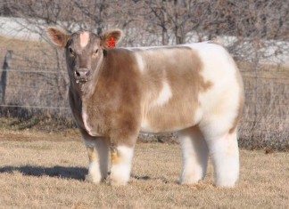 fluffy cow, funny hairy cow, funny hairy animal, hairy animal, fluffy animals, animal with strange hairs, photo of funny and hairy animals, hairy animaly strange cows, strange hairy and funny animals