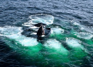 humpback whale, humpback whale video, humpback whale swallows fish, humpback whale swallows school of fish, school of fish eaten by humpback whale