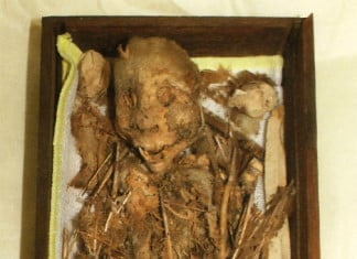 tengu, tengu demon, tengu mummy, tengu demon mummy, tenguy monster mummy, tengu mummy photo, The Tengu mummy at Hachinohe Museum. Feathers, bird feet and human skull! OMG!