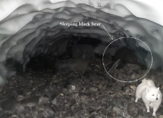 Hibernating Bear pics, Hibernating Bear photo, Hibernating Bear picture, sleeping bear photo, hibernating bear alaska photo december 2014, Picture of Hibernating Bear Under Retreating Glacier in Alaska