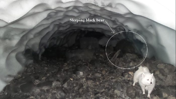 Hibernating Bear pics, Hibernating Bear photo, Hibernating Bear picture, sleeping bear photo, hibernating bear alaska photo december 2014,  Picture of Hibernating Bear Under Retreating Glacier in Alaska