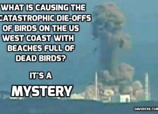 radioactive water responsible for mass die-off along west coast, bird west coast mass die-off linked to daiichi catastrophe, mysterious mass die-off birds west coast, thousands of birds wash up on west coast, west coast bird mass die-off, bird mass die-off west coast, Cassin auklets mass die-off west coast