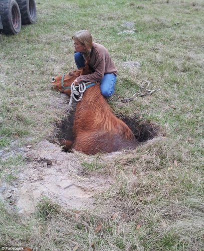 horse sinkhole oxford florida, horse trapped in sinkhole florida, florida sinkhole swallows horse, horse swallowed by sinkhole in oxford florida, oxford sinkhole horse florida