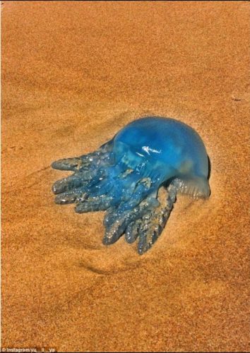 blue jellyfish invasion gold coast beach australia january 2015, jellyfish invasion gold coast australia, jellyfish gold coast 2015, jellyfish invasion queensland january 2014, jellyfish swarm australia january 2015, massive jellyfish invasion Narrowneck, blue jellyfish invasion gold coast beach australia 2015