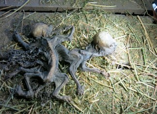 chupacabra, chile january 2015, what are the mysterious creatures found on farm in Chile, alien-like monster found on farm in chile january 2015, mystery monster found in chile january 2015, mystery creatures found in chile, alien-like monster found in chile, chile montruous creatures january 2015,