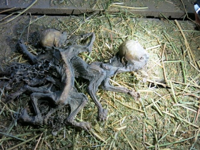 chupacabra, chile january 2015, what are the mysterious creatures found on farm in Chile, alien-like monster found on farm in chile january 2015, mystery monster found in chile january 2015, mystery creatures found in chile, alien-like monster found in chile, chile montruous creatures january 2015, 