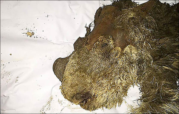 Baby Woolly Rhinoceros, Baby Woolly Rhino, Baby Woolly Rhino picture, Baby Woolly Rhino video, Baby Woolly Rhino siberia, Baby Woolly Rhino february 2015 russia, first Baby Woolly Rhino 2015, discovery first Baby Woolly Rhino 2015