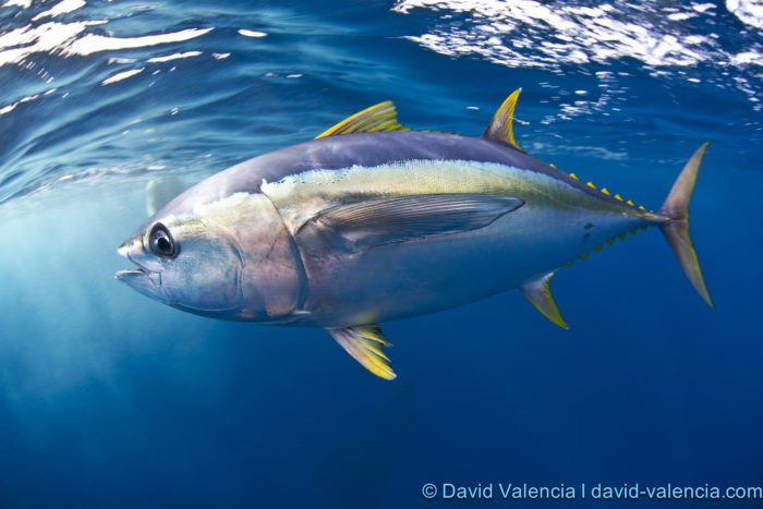  yellowfin tuna,  hawaii tuna mercury, tuna mercury contamination hawaii, sushi mercury yellowfin tuna, mercury pacific ocean, mercury tuna, mercury tuna sushi, sushi mercury conamination, mercury contaminate sushis,