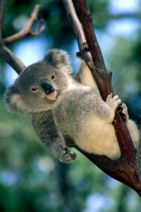 koala koalas killed sticking tongue creatures authorities overpopulation expressions fied lethal sedated veterinarians assessed injection taken