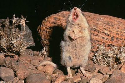 Grasshopper Mouse howl, Grasshopper Mouse, northern Grasshopper Mouse, Grasshopper Mouse howls like a wolf, the howling mouse