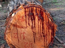 bloodwood tree, This Tree Bleeds When You Cut Into It, bleeding tree, bleeding tree video, Pterocarpus angolensis, bloodwood tree Pterocarpus angolensis, A Tree That Bleeds When You Cut It